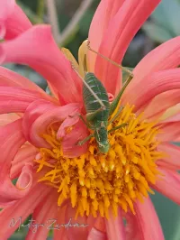 Sprinkhanen [Orthoptera]